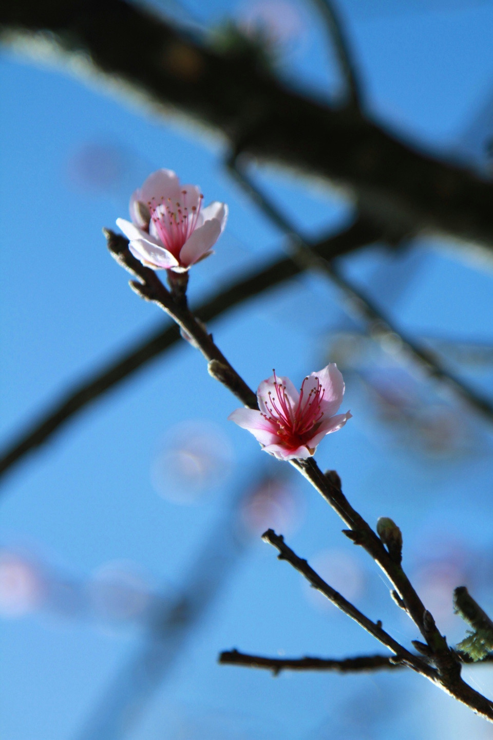 Hoa đào rừng với năm cánh mỏng manh đặc trưng. (Ảnh: Xuân Mai/Vietnam+)