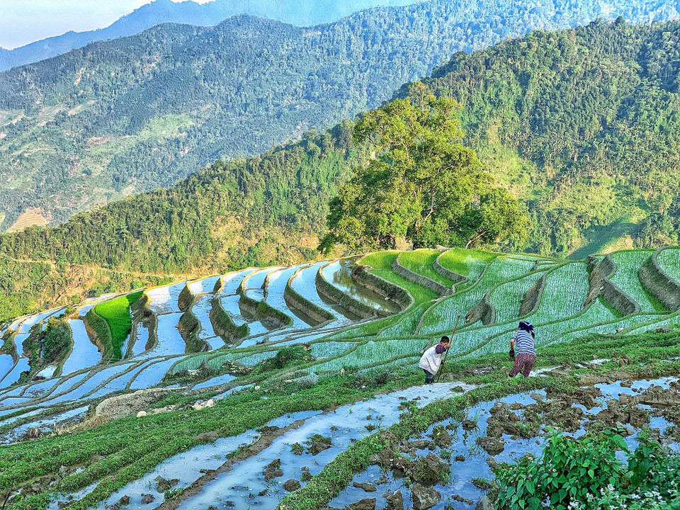 Nước được lấy vào ruộng để chuẩn bị cày ải. (Ảnh: Vietnam+)