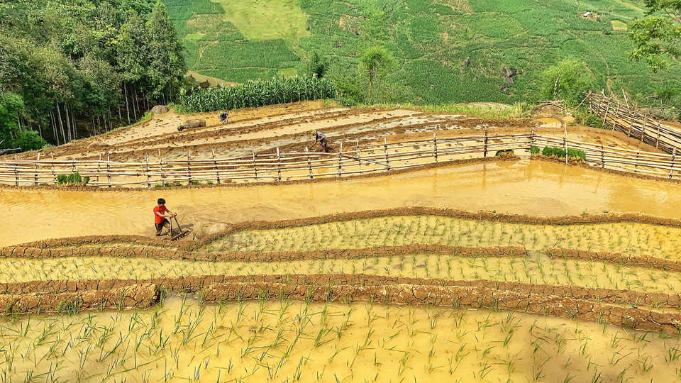 Những thửa ruộng vàng rực cùng với từng khoảng xanh của rừng, của trời, của ruộng ngô trù phú xung quanh. (Ảnh: Vietnam+)