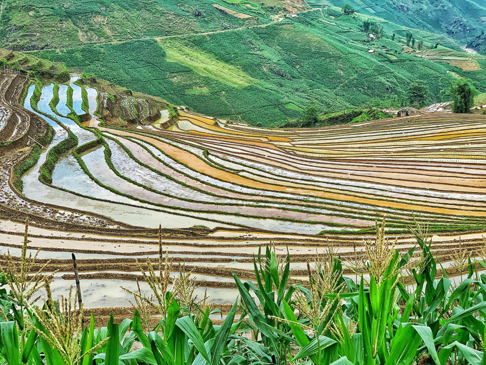 Mùa này, đồng bào dân tộc ở Y Tý dẫn nước từ khe núi qua các ống nứa, chảy vào từng thửa ruộng, tạo thành những vệt nước loang loáng đẹp kỳ ảo. (Ảnh: Vietnam+)
