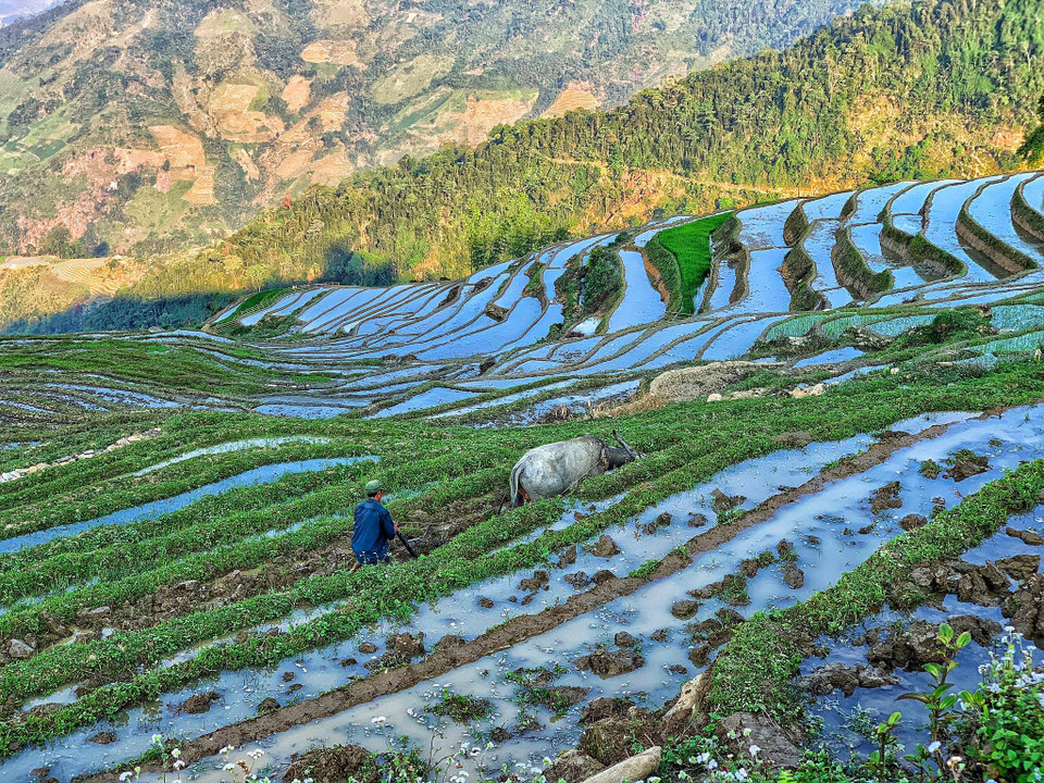 Cảnh tượng 'con trâu đi trước cái cày theo sau' phổ biến ở các bản làng vùng cao. (Ảnh: Vietnam+)