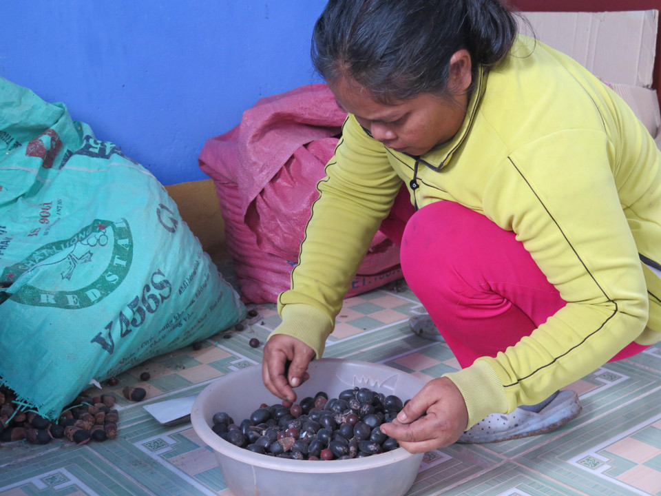 Chị Cao Thị Biểu, người Raglai (thôn Cầu Gãy) lựa hạt cây rừng để làm vòng trang sức cho du khách. (Ảnh: Minh Hưng/TTXVN)