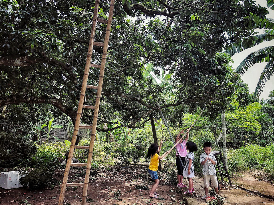 Tuy được nhân rộng ra khắp miền Bắc nhưng vải thiều Thanh Hà vẫn cho trái thơm ngon hơn cả. Nếu giống vải thiều trồng ở Lục Ngạn vỏ có gai, thì vải Thanh Hà nhẵn hơn, hạt nhỏ, cùi thơm, vị ngọt mát và khô ráo. (Ảnh: Xuân Mai/Vietnam+)