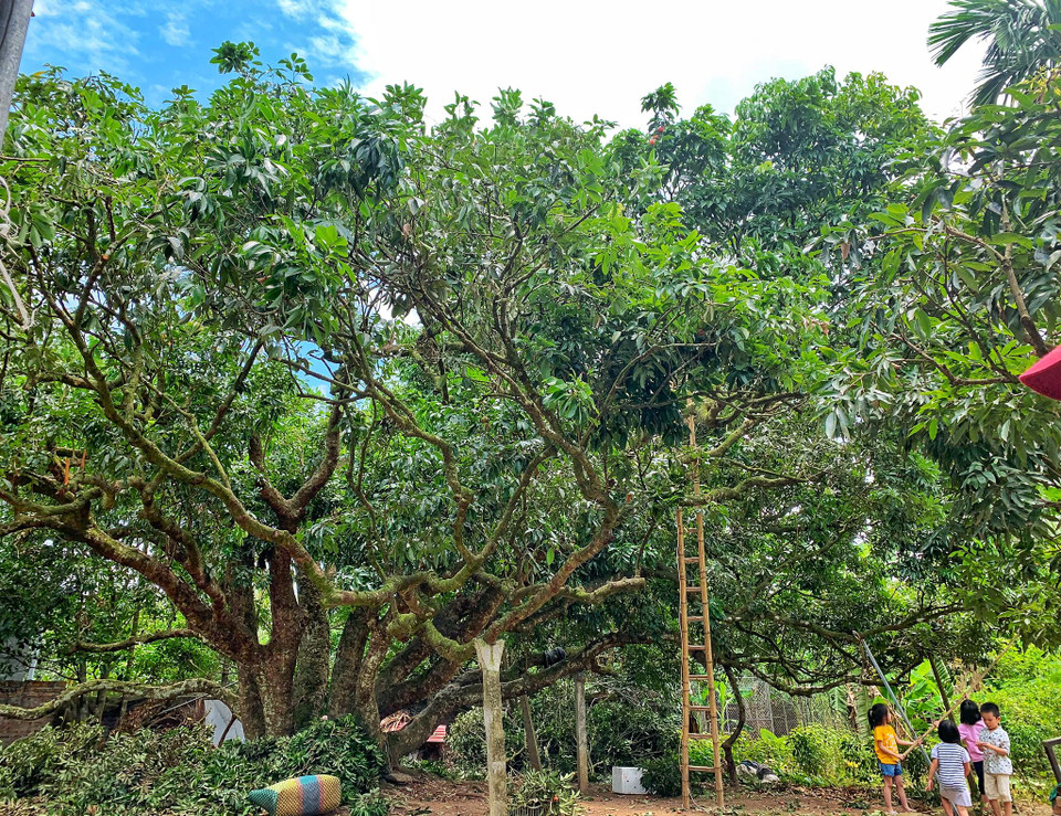 Cụ Hoàng Văn Cơm (tên tự Phúc Thành), sinh năm Mậu Thân 1848 là người có công đưa giống vải thiều về Thanh Hà. Lúc đó vào năm 1870, khi cụ Cơm mới khoảng 22 tuổi, một lần xuống Hải Phòng, trong mâm tiệc của người Hoa Kiều, cụ được ăn loại quả ngon được hái từ vùng đất Thiều Châu - Trung Quốc đưa sang (có lẽ vì vậy nên đọc trại thành vải thiều). Cụ Hoàng Văn Cơm đã mang ba hạt về ươm thử trong vườn nhà, sau đó chỉ giữ lại một cây cho trái thơm ngon nhất (là cây vải tổ ngày nay). Sau này, cụ Cơm đã chiết ra làm 7 cành để tặng bạn bè. (Ảnh: Xuân Mai/Vietnam+)