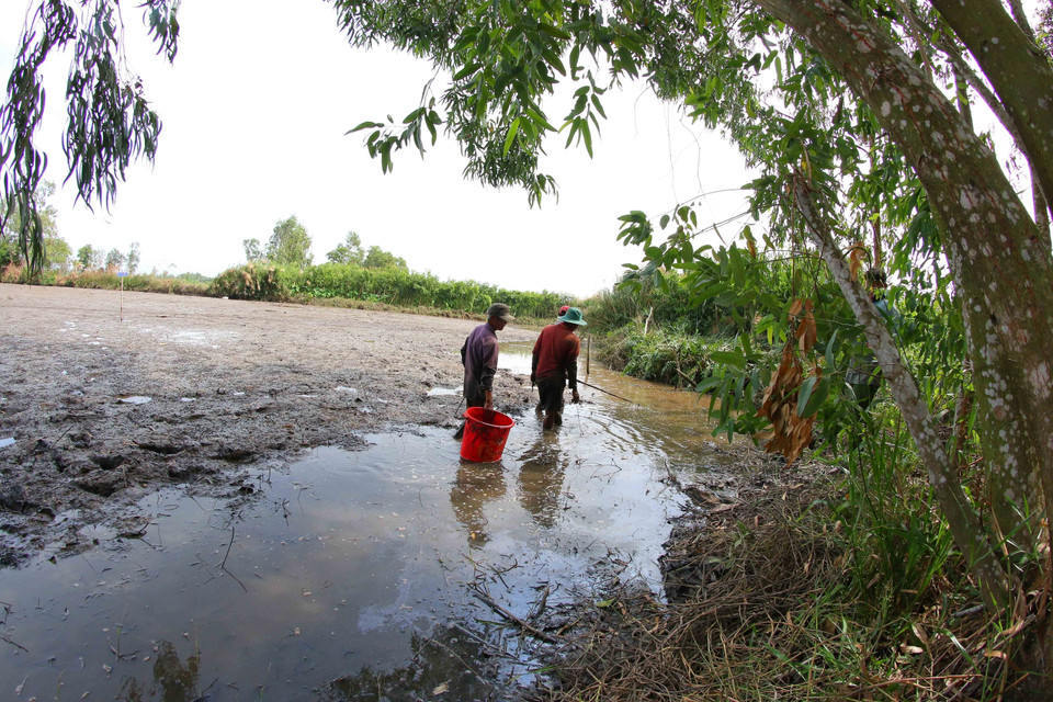 Bắt cá đồng sau hơn 3 tháng ruộng ngập lũ.(Ảnh: Duy Khương/TTXVN)