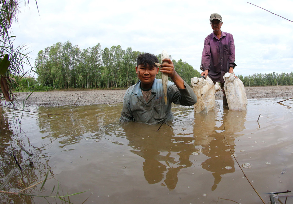 Cá lóc (cá quả) đồng sau hơn 3 tháng ruộng ngập lũ. (Ảnh: Duy Khương/TTXVN)