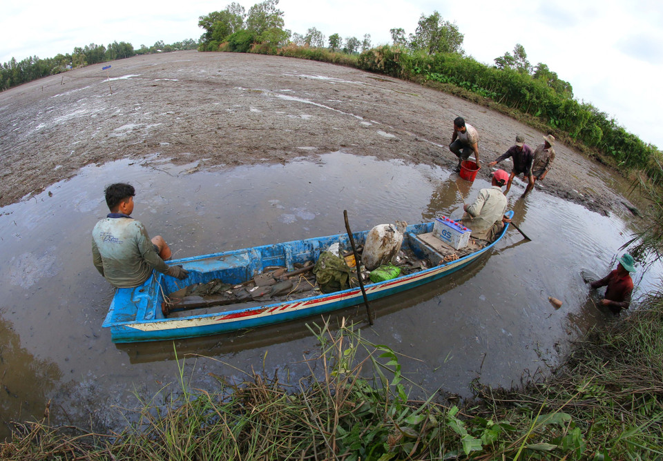 Bắt cá đồng sau hơn 3 tháng ruộng ngập lũ. (Ảnh: Duy Khương/TTXVN)