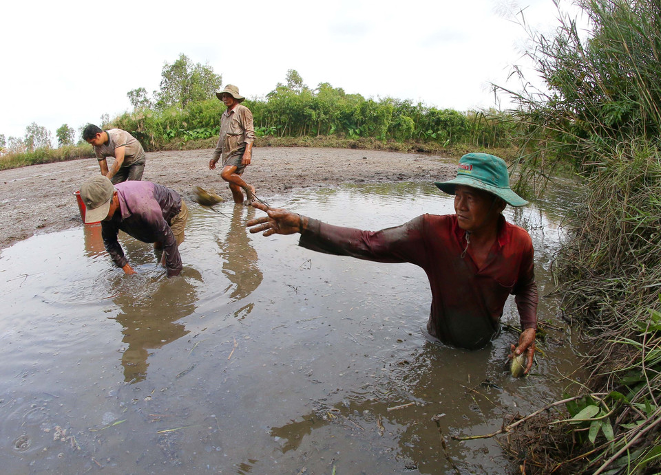 Bắt cá đồng sau hơn 3 tháng ruộng ngập lũ. (Ảnh: Duy Khương/TTXVN)
