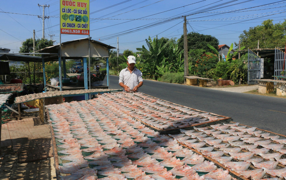 Sau khi làm sạch và tẩm ướp gia vị, cá lóc được phơi dưới ánh nắng mặt trời.(Ảnh: Nhựt An/TTXVN)