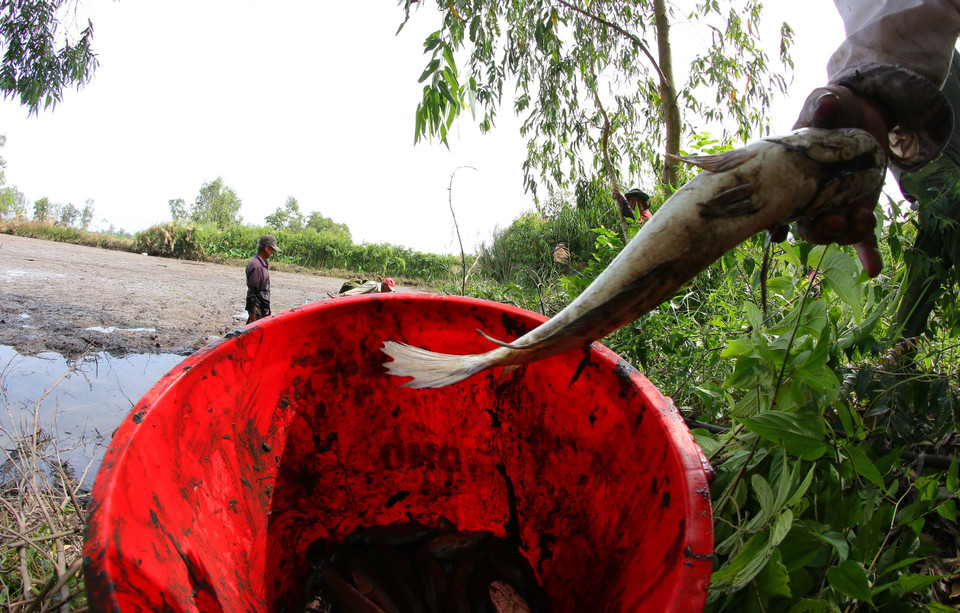 Cá lóc (cá quả) đồng sau hơn 3 tháng ruộng ngập lũ. (Ảnh: Duy Khương/TTXVN)