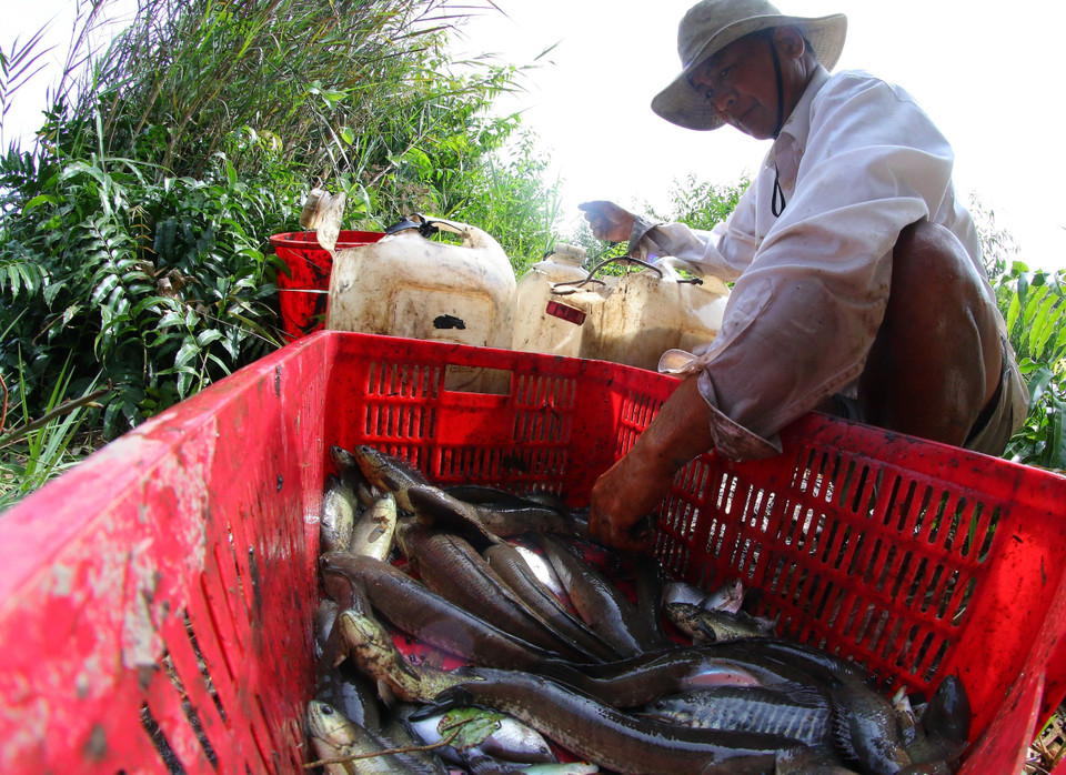 Cá đồng với đa dạng chủng loại sau hơn 3 tháng ruộng ngập lũ. (Ảnh: Duy Khương/TTXVN)