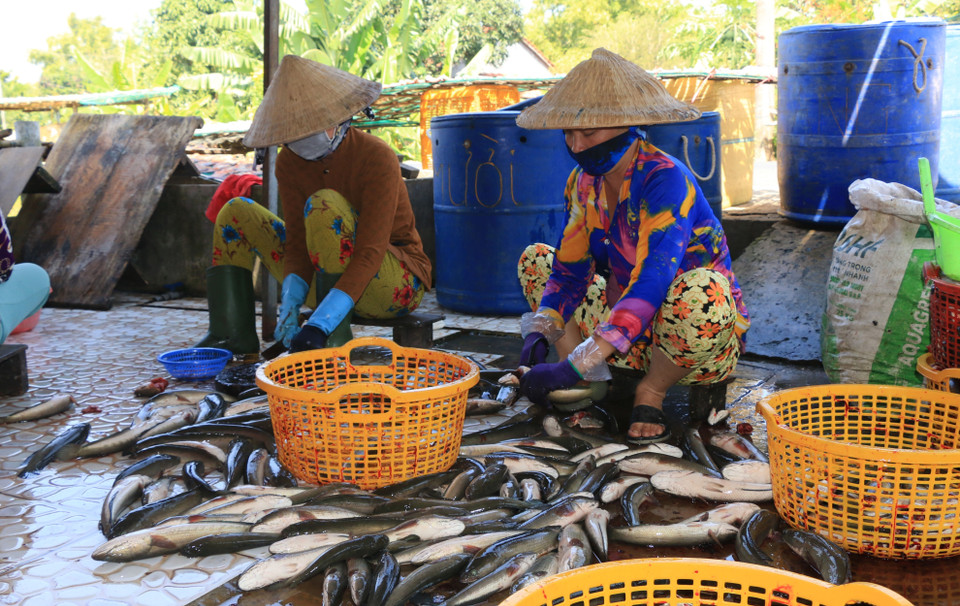 Công nhân làm sạch cá lóc để chế biến thành cá khô phục vụ thị trường Tết.(Ảnh: Nhựt An/TTXVN)