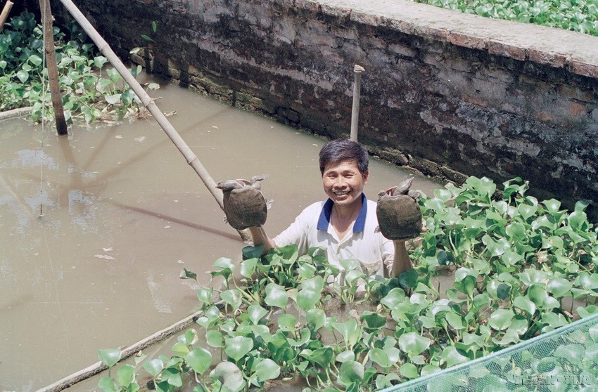 Ông Vũ Dình Từ, thương binh hạng 2/4, huyện Hưng Hà (Thái Bình) làm giàu từ nuôi ba ba (2003). (Ảnh: Trung Dung/TTXVN)