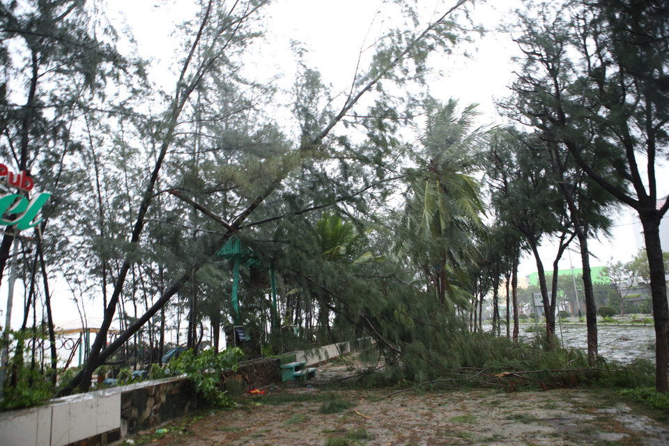 Bão làm ngã đổ, gãy nhiều cây xanh trên đường Nguyễn Tất Thành ở Đà Nẵng. (Ảnh Trần Lê Lâm/TTXVN)