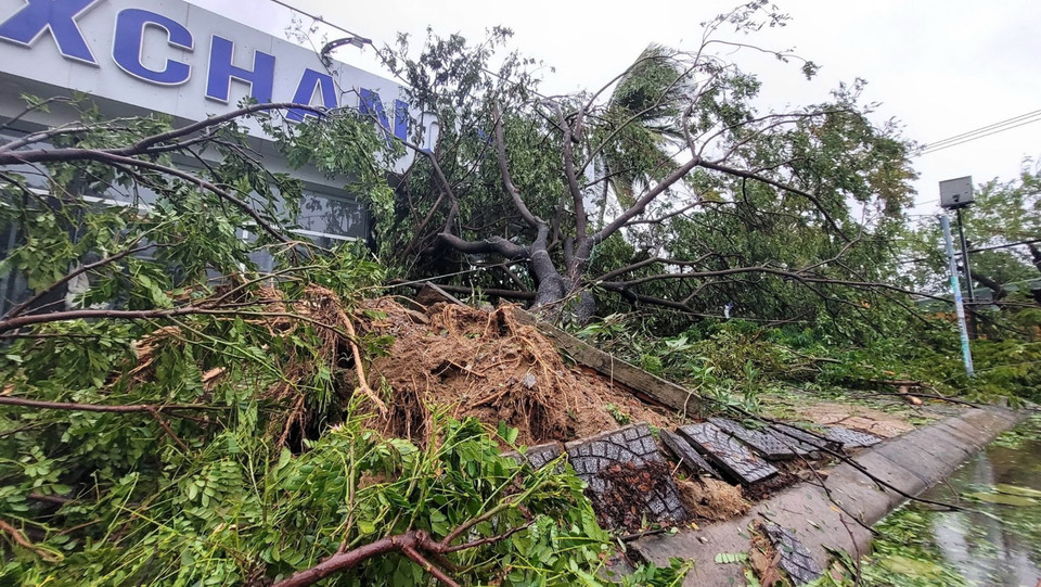 Cây xanh ngã đổ tại thành phố Tam Kỳ, tỉnh Quảng Nam. (Ảnh: Trần Tĩnh/TTXVN)