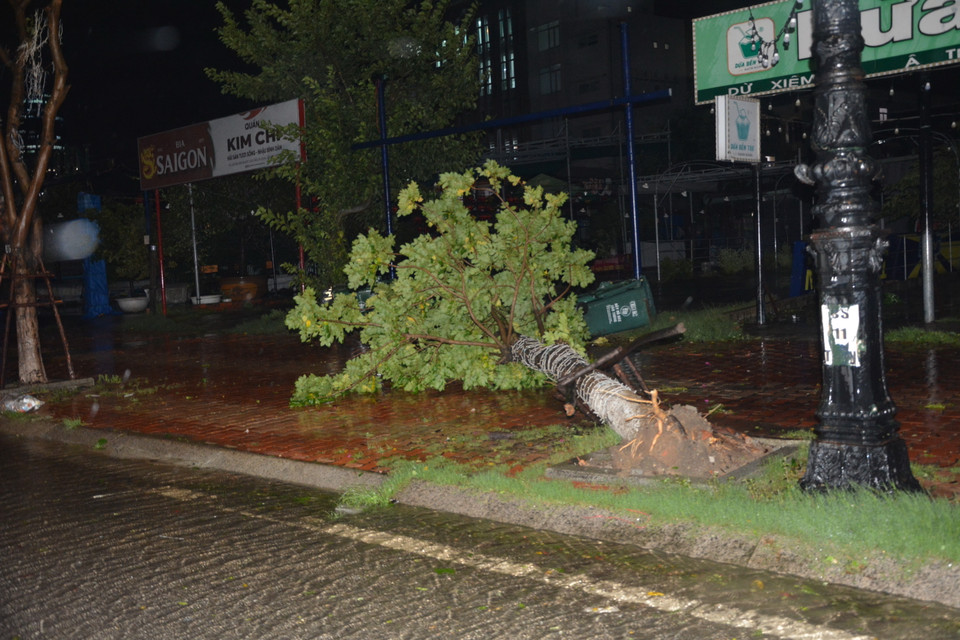 Cây bị gió quật ngã, bật gốc ở đường Như Nguyệt. (Ảnh: Văn Dũng/TTXVN)