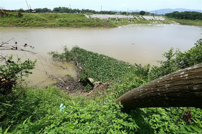 Sạt lở bờ sông làm đổ cây tại khu vực trước Di tích đền Yên Duyệt, thuộc xóm Cả (xã Tốt Động). (Ảnh: Minh Quyết/TTXVN)