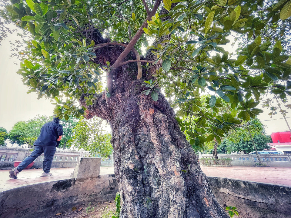 Nơi đây trở thành điểm dừng của không chỉ người làng mỗi buổi chiều vào hóng mát, nghỉ chân mà du khách khi tìm đến cũng tỏ ra bất ngờ và thích thú khi được chiêm ngưỡng 'cụ mít.' (Ảnh: Mai Mai/Vietnam+)
