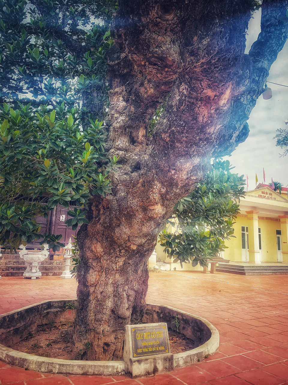 Cây mít cổ thụ này do người làng Cổ Loa 'trồng trên đất Đế Vương' xưa. (Ảnh: Mai Mai/Vietnam+)