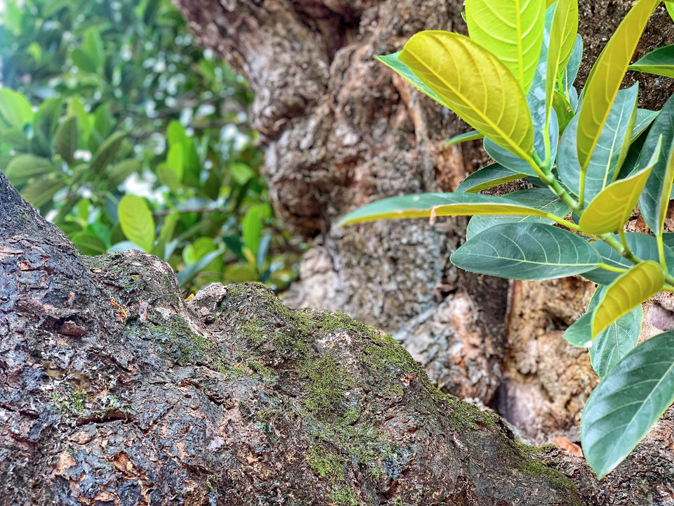 Theo phong tục xưa ở các làng quê Việt Nam, người dân thường trồng những cây cổ thụ làm bóng mát và hơn hết còn mang ý nghĩa phong thủy. (Ảnh: Mai Mai/Vietnam+)