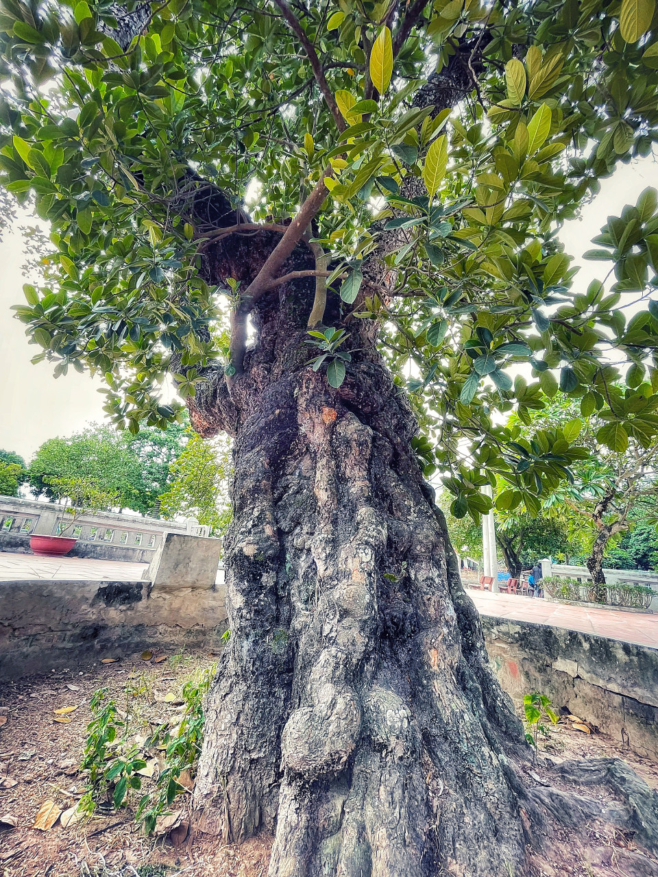  Các ngày lễ tết, điếm canh là nơi tụ họp chơi vui các trò tổ tôm, xóc đĩa, đánh cờ... và cây cổ thụ trồng trước điếm được ví như linh hồn, biểu tượng được người dân tôn sùng. (Ảnh: Mai Mai/Vietnam+)