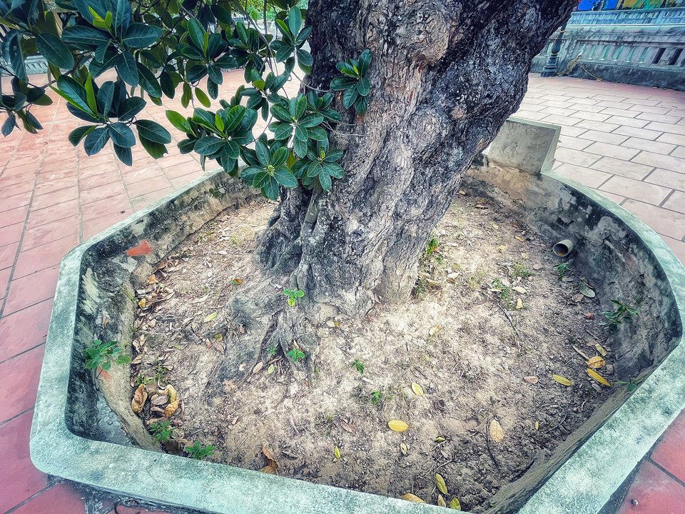 Cùng với bóng cây cổ thụ trồng trước điếm canh, khi xưa nơi đây ban ngày người dân dùng làm chốn nghỉ mát, vui chơi, ban đêm các trai phu thay phiên canh gác cho giấc ngủ dân làng.(Ảnh: Mai Mai/Vietnam+)