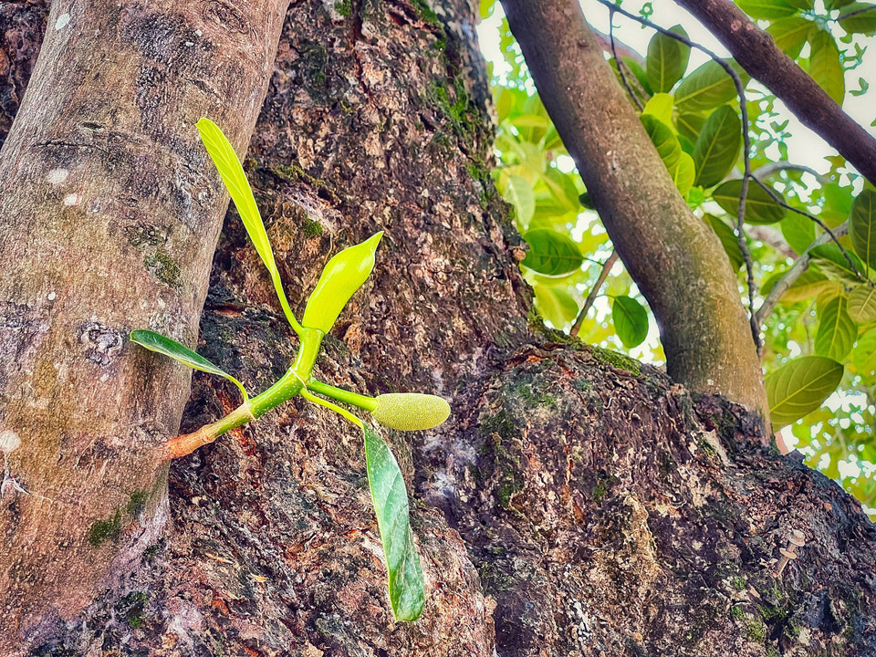 Mặc dù đã cao niên như vậy nhưng 'cụ' vẫn ra trái đều mỗi mùa. (Ảnh: Mai Mai/Vietnam+)