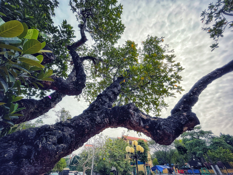 Dấu ấn thời gian in đậm trên từng nhánh thân cây vươn xòa khắp sân. (Ảnh: Mai Mai/Vietnam+)