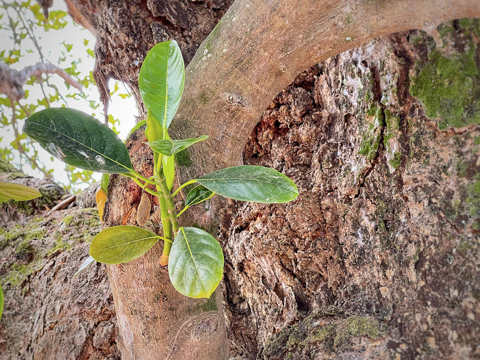 Những bậc cao niên trong làng cho biết khi họ sinh ra thì cây mít đã ở đó và đã xù xì như bây giờ rồi. (Ảnh: Mai Mai/Vietnam+)