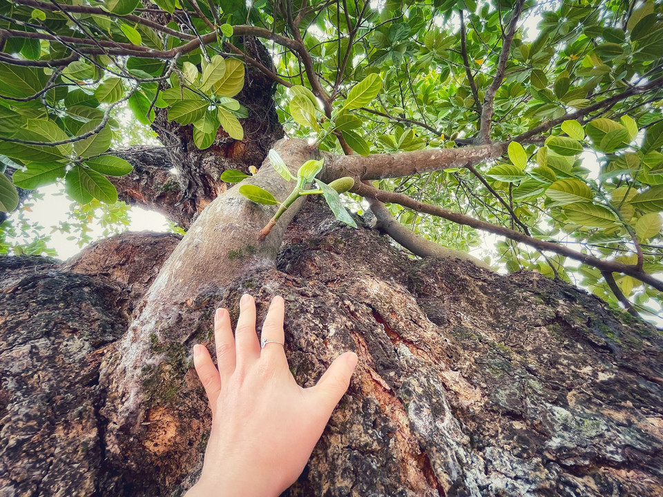 Mặc dù thân cây cao lớn, xù xì cổ quái là thế nhưng vẫn tiếp tục bật lên những nhánh non xanh. (Ảnh: Mai Mai/Vietnam+)