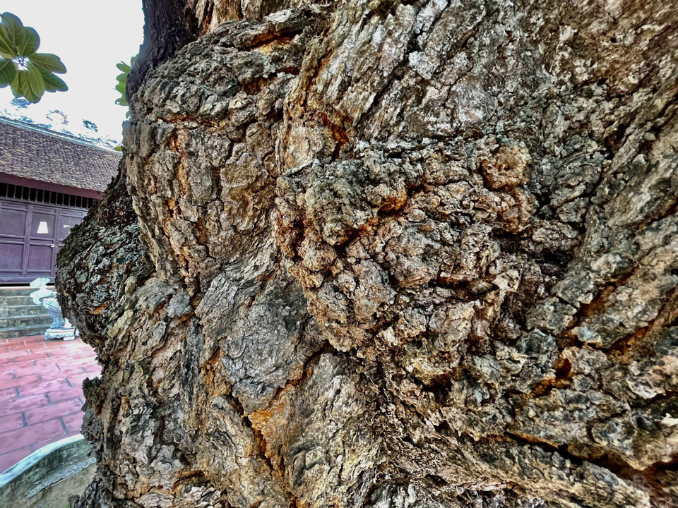 Từ thân cây xù xì, nứt nẻ, mốc meo này, mỗi mùa vẫn cho người dân làng từ 15-10 trái mít. (Ảnh: Mai Mai/Vietnam+)