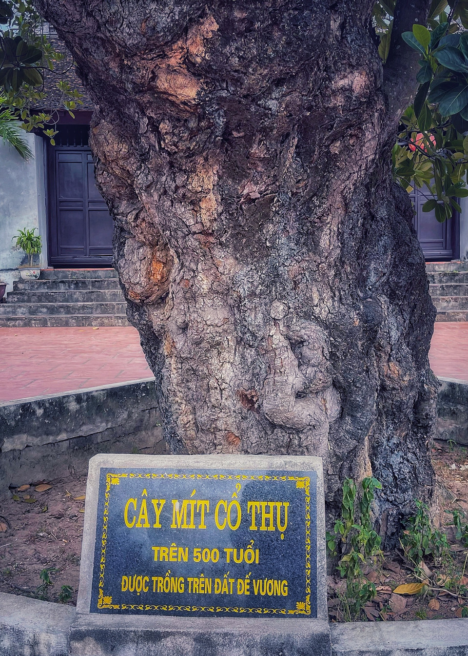 Gốc cây to cỡ 2 người ôm còn không xuể. (Ảnh: Mai Mai/Vietnam+)