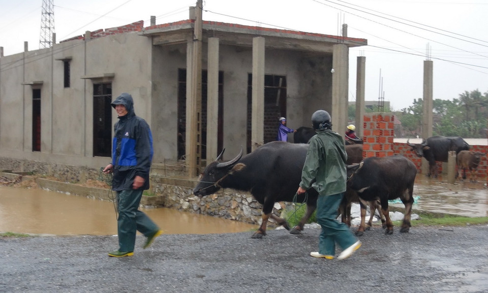 Người dân đưa trâu bò lên chỗ cao tránh lũ tại xã Quảng Hải, thị xã Ba Đồn. Ảnh chụp lúc 7 giờ sáng 1/11/2016. (Ảnh: Đức Thọ/TTXVN) 