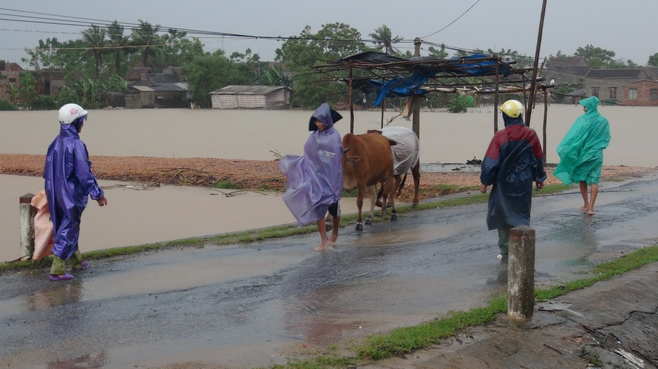 Người dân đưa trâu bò lên chỗ cao tránh lũ tại xã Quảng Hải, thị xã Ba Đồn. Ảnh chụp lúc 7 giờ sáng 1/11/2016. (Ảnh: Đức Thọ/TTXVN) 
