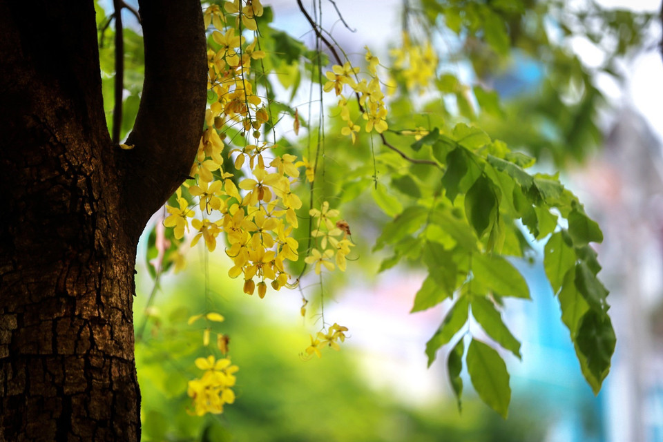 Muồng hoàng yến có màu vàng óng ả và mang vẻ đẹp mong manh, tạo nên những nét chấm phá làm đường phố Hòa Bình trở nên đẹp và nên thơ. (Ảnh: Trọng Đạt/TTXVN)