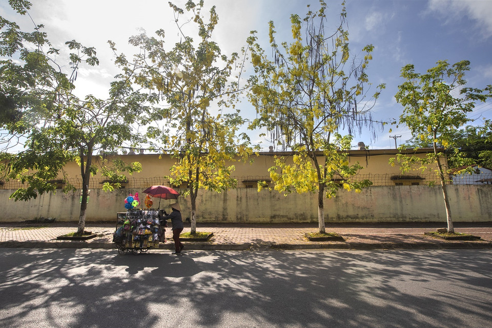 Một người phụ nữ bán hàng rong đi trên con đường đầy nắng và sắc vàng của hoa muồng hoàng yến. (Ảnh: Trọng Đạt/TTXVN)