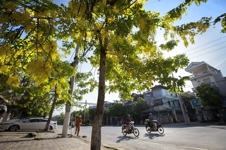 Góc phố vàng rực hoa muồng hoàng yến trong nắng Hè. (Ảnh: Trọng Đạt/TTXVN)