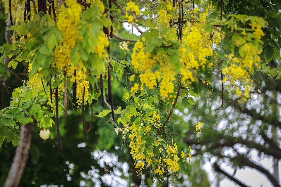 Muồng hoàng yến còn có tên là muồng hoàng hậu, hoa lồng đèn, bò cạp nước, bò cạp vàng, Osaka, mai dây, cây xuân muộn, mai nở muộn... (Ảnh: Trọng Đạt/TTXVN)