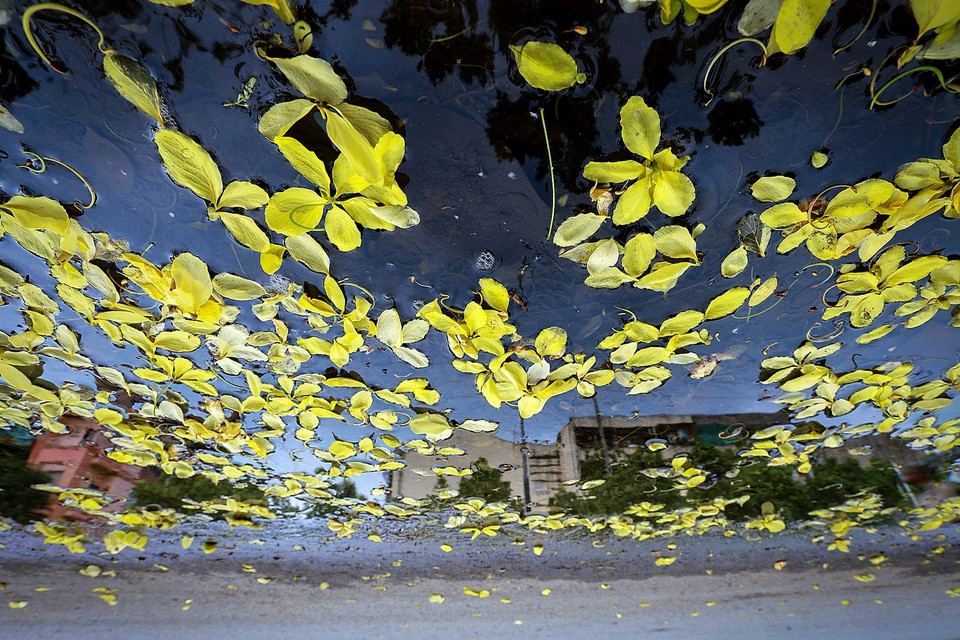 Những cánh hoa muồng hoàng yến thảm vàng trên vũng nước bên đường phố tạo nên cảm giác xốn xang khó tả. (Ảnh: Trọng Đạt/TTXVN)