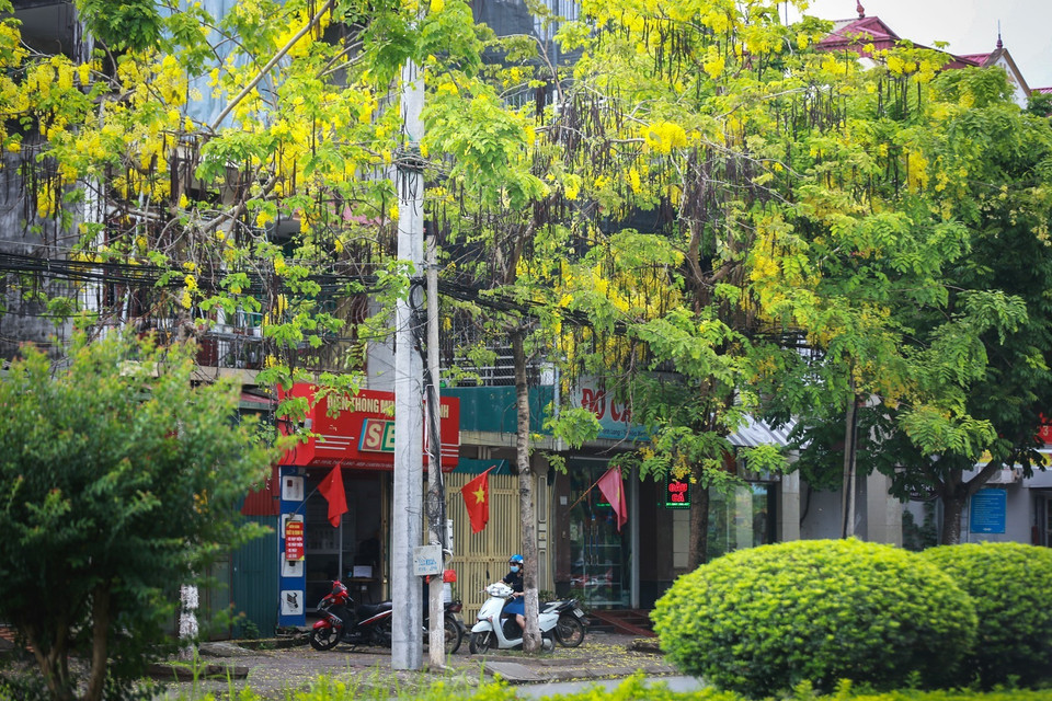Muồng hoàng yến với sắc vàng đặc trưng là một nét chấm phá độc đáo khiến những con phố hay những hiên nhà trở nên quyến rũ hơn, hấp dẫn hơn trong những ngày đầu Hè. (Ảnh: Trọng Đạt/TTXVN)