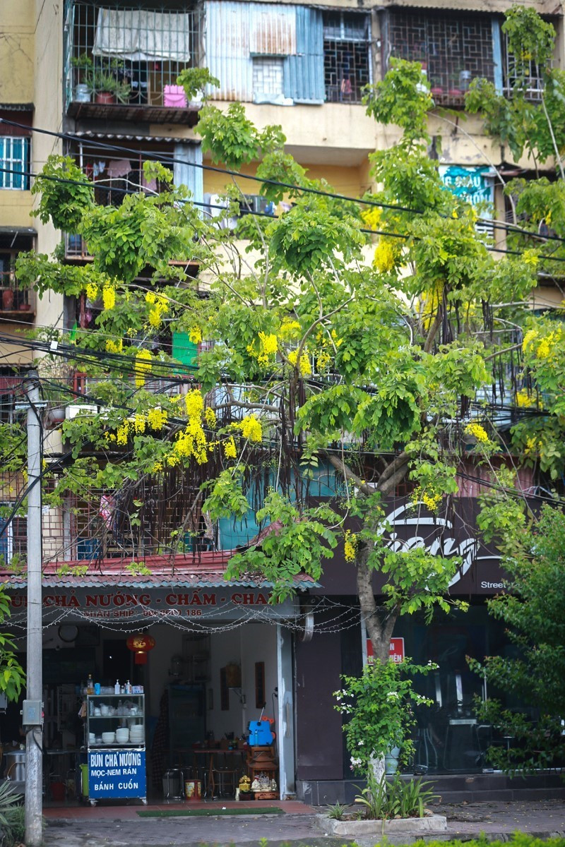Một quán bún chả trên phố Thịnh Lang trở nên nên thơ hơn khi cây muồng hoàng yến đang nở rộ sắc vàng trước cửa. (Ảnh: Trọng Đạt/TTXVN)