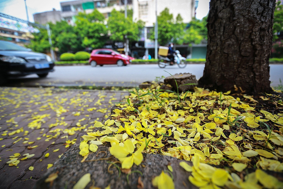 Hoa muồng hoàng yến thảm vàng những vỉa hè phố trong những ngày tháng Sáu. (Ảnh: Trọng Đạt/TTXVN)