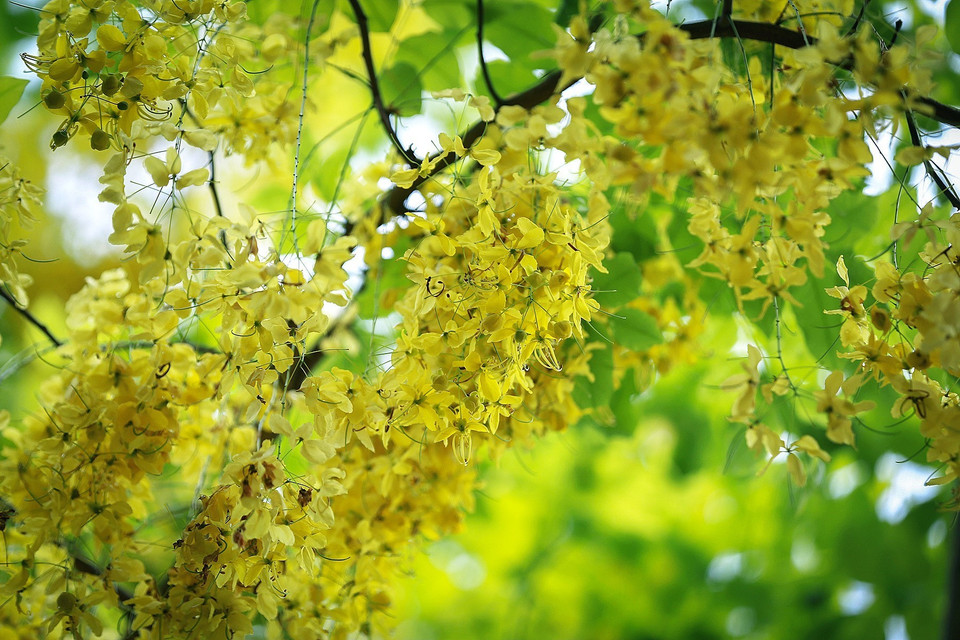 Muồng hoàng yến còn có tên là muồng hoàng hậu, hoa lồng đèn, bò cạp nước, bò cạp vàng, Osaka, mai dây, cây xuân muộn, mai nở muộn... (Ảnh: Trọng Đạt/TTXVN)