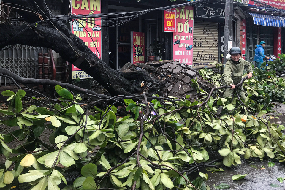 Cây xanh bị bật gốc ở khu vực phường Lĩnh Nam (quận Hoàng Mai, Hà Nội). (Ảnh: Việt Anh/Vietnam+)