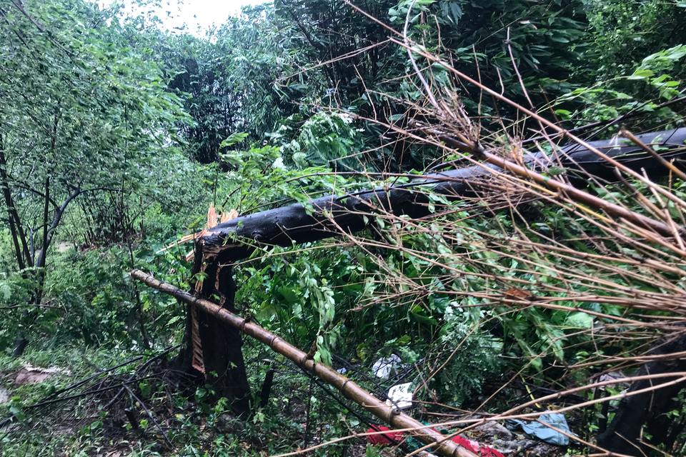 Cây xanh gãy, đổ do ảnh hưởng của bão Yagi. (Ảnh: Việt Anh/Vietnam+)