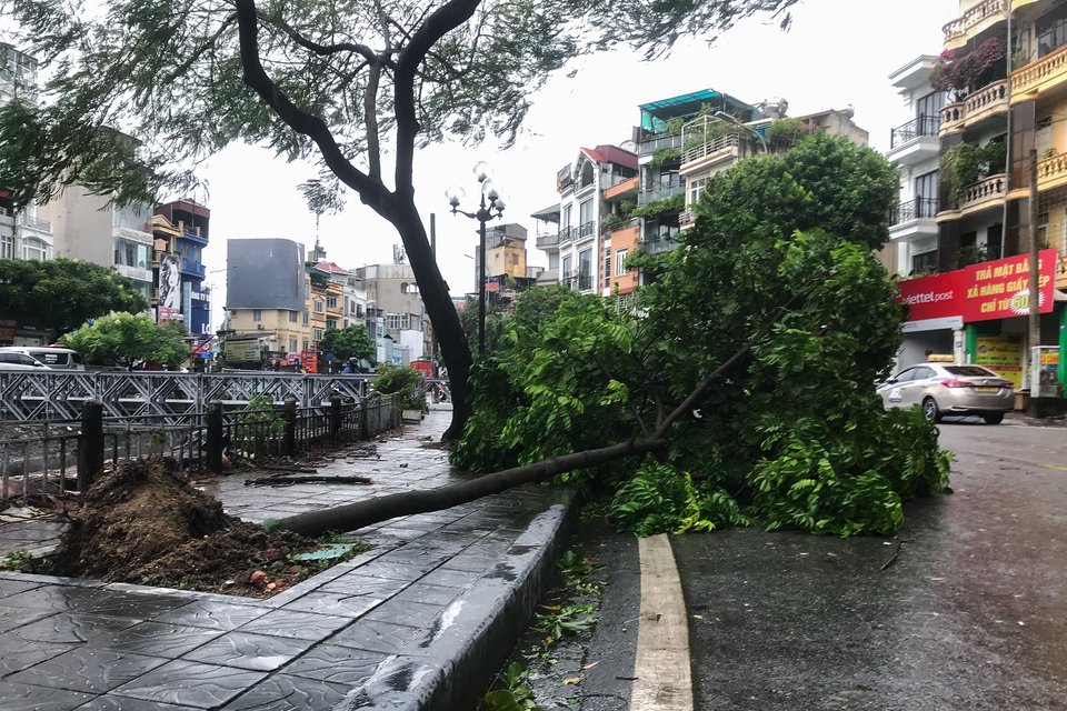 Cây xanh trên vỉa hè bị bật gốc, đổ chắn ngang một mặt đường khu vực Kim Ngưu (quận Hai Bà Trưng, Hà Nội). (Ảnh: Việt Anh/Vietnam+)