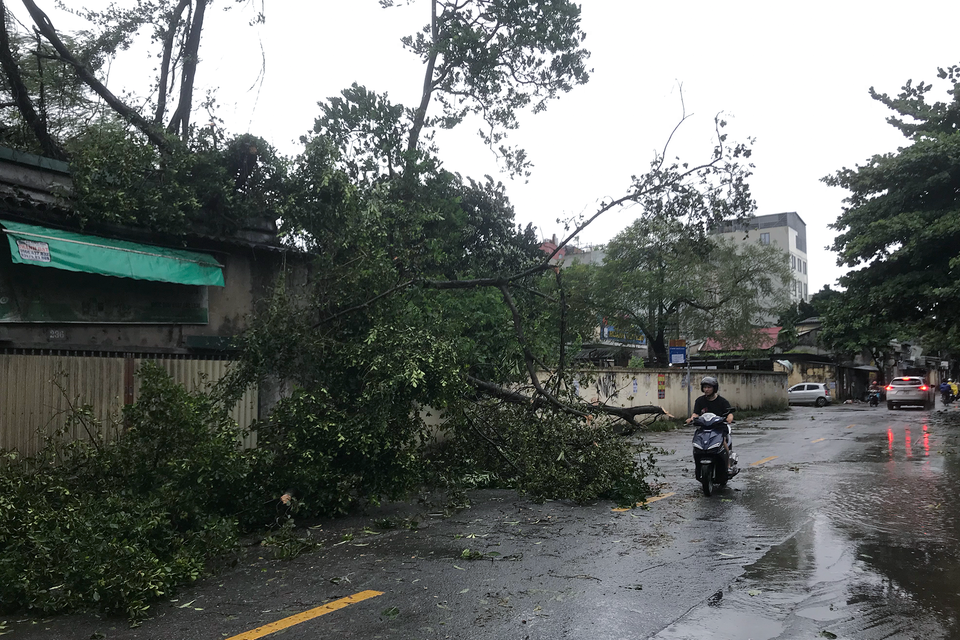 Cây xanh đổ chắn ngang một mặt đường, ảnh hưởng đến khả năng di chuyển của người dân. (Ảnh: Việt Anh/Vietnam+)