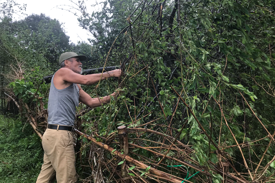 Người dân tại các khu vực chủ động chặt, tỉa cây để bảo đảm an toàn, ứng phó với bão Yagi. (Ảnh: Việt Anh/Vietnam+)