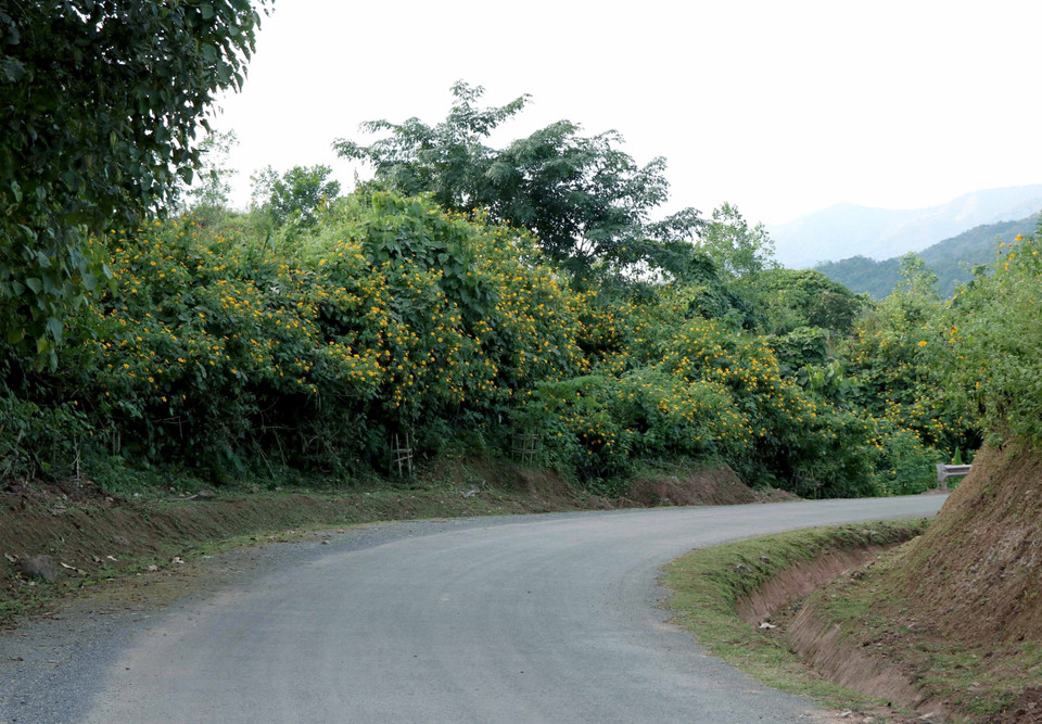 Sắc vàng của hoa dã quỳ tạo điểm nhấn, điểm tô cho con đường nối liền các xã Chung Chải, Leng Su Sìn và cực Tây A Pa Chải (xã Sín Thầu). (Ảnh: Xuân Tiến/TTXVN)