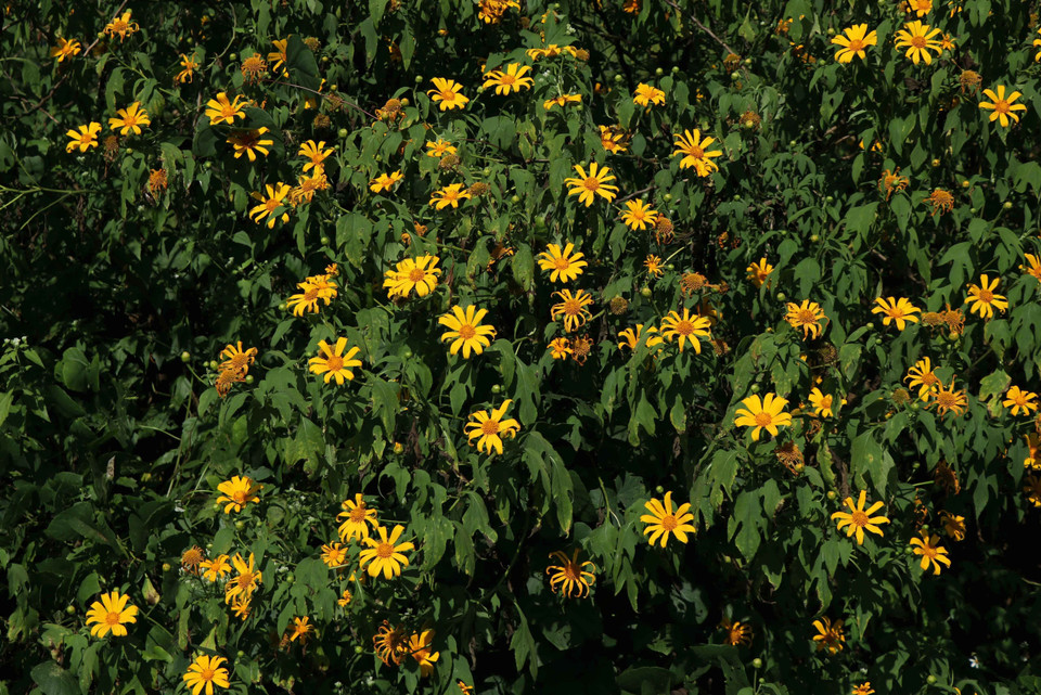 Dã quỳ mọc khóm, thành bụi và bung nở mạnh nhất vào tháng 12. (Ảnh: Xuân Tiến/TTXVN)